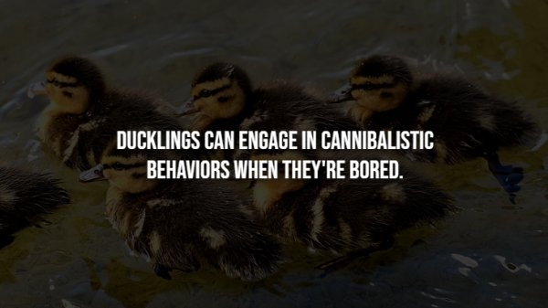 interestingfacts300_009