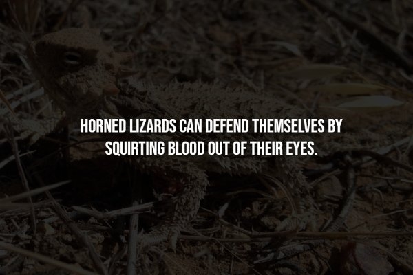 interestingfacts300_010