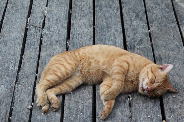 interestingfacts301_007