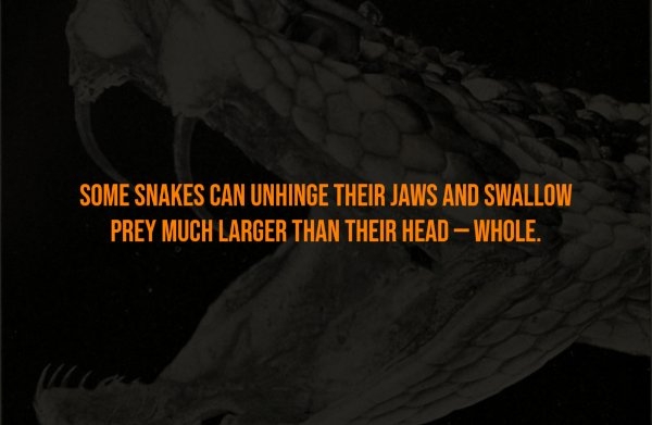 interestingfacts302_009