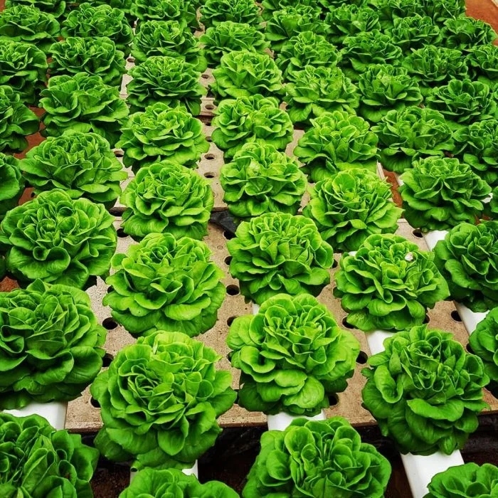 perfectphotos159_012