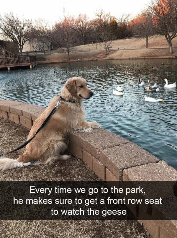 funnyanimals170_017