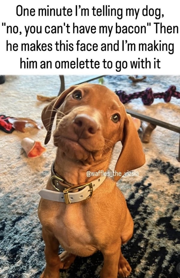 funnyanimals170_027