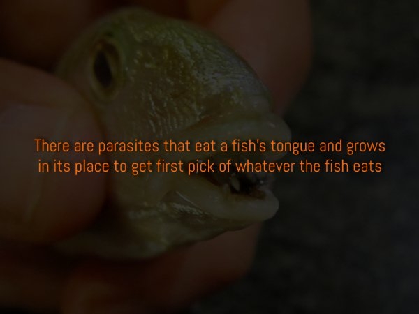 interestingfacts310_014