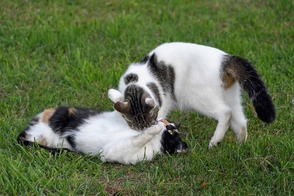 interestingfacts312_016