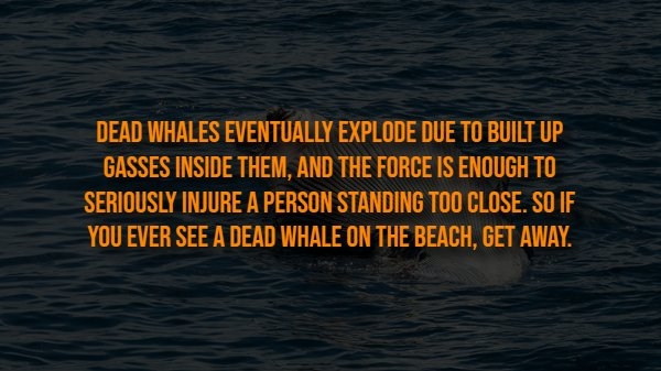 interestingfacts313_013