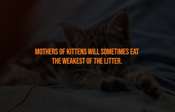 interestingfacts316_011