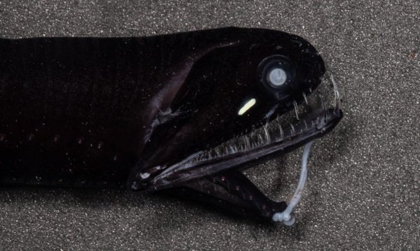 creepytoys4_002
