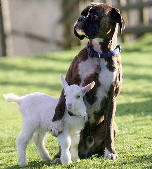 funnyanimals176_001