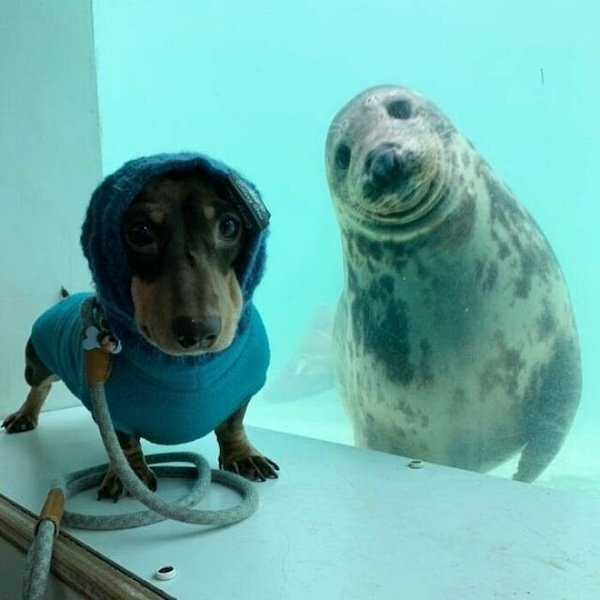 funnyanimals176_002
