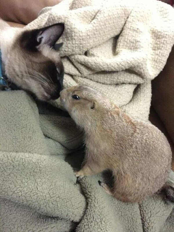 funnyanimals176_003