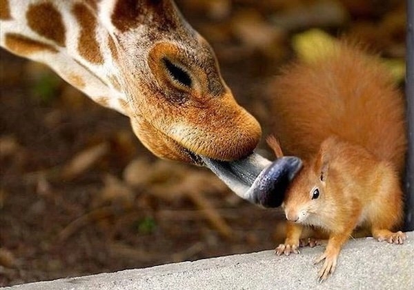 funnyanimals176_004