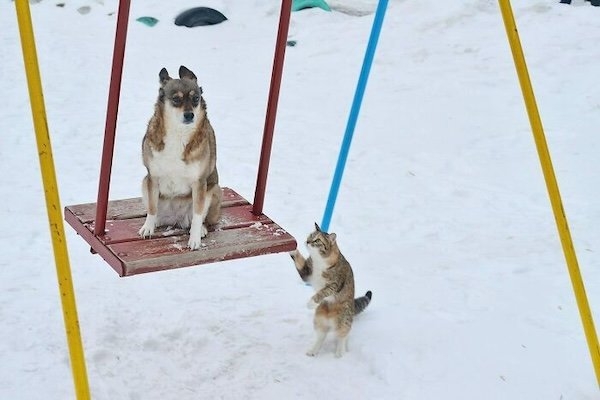 funnyanimals176_005