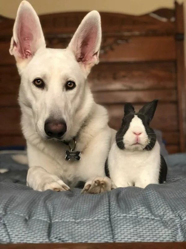 funnyanimals176_006