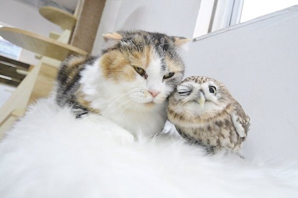 funnyanimals176_007