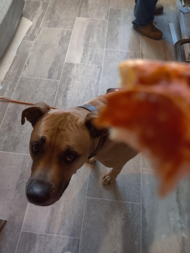 funnyanimals176_009