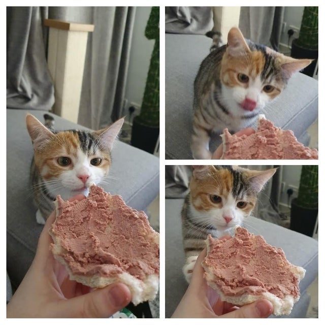 funnyanimals176_010