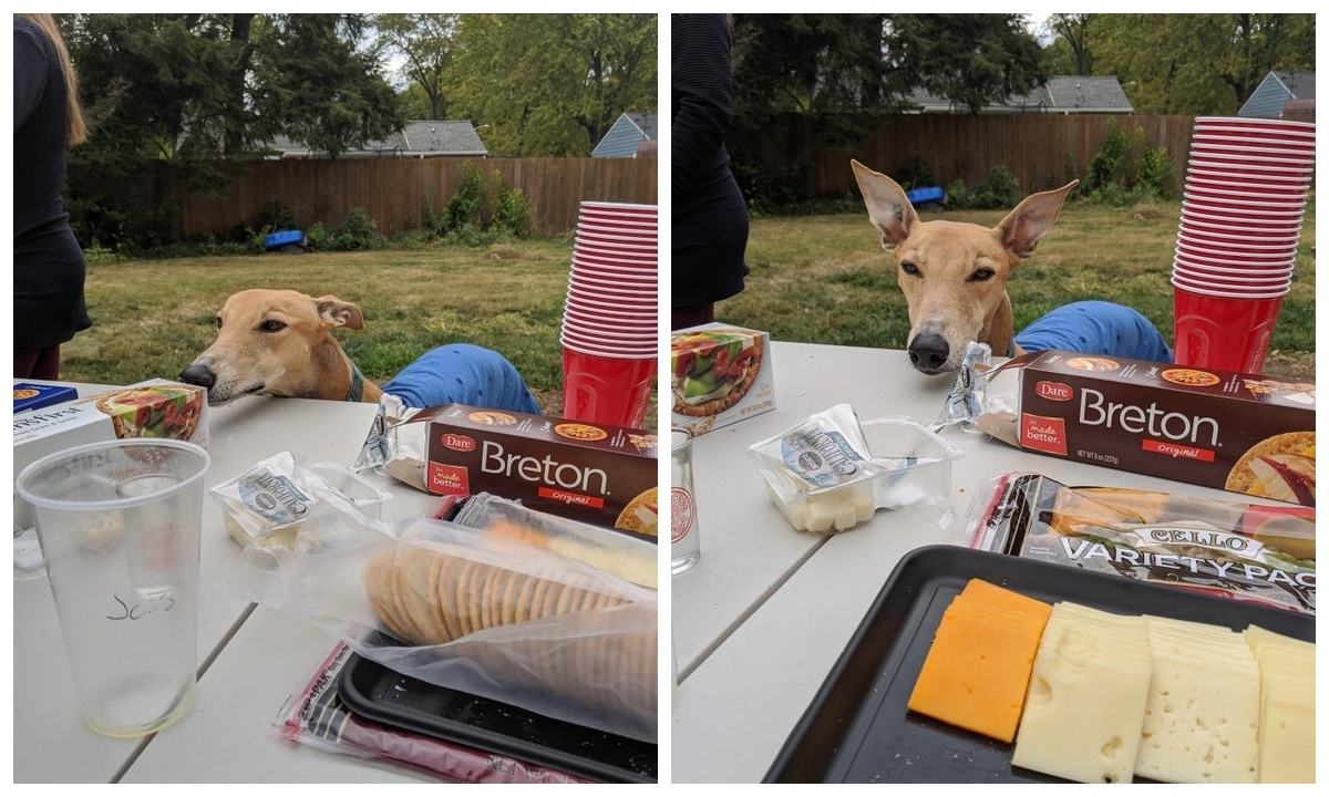 funnyanimals176_012