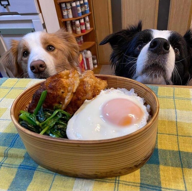 funnyanimals176_013