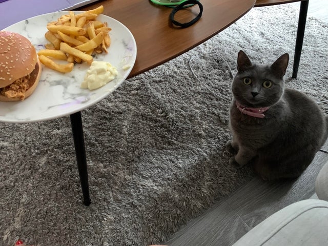 funnyanimals176_015