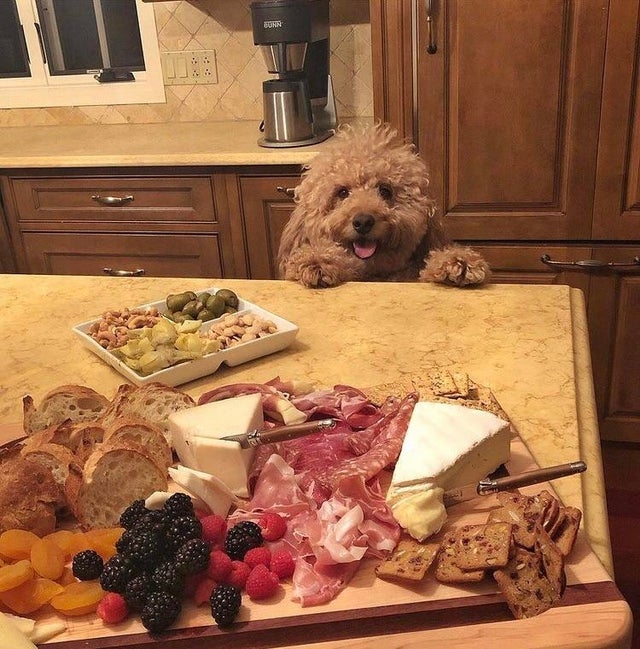 funnyanimals176_018