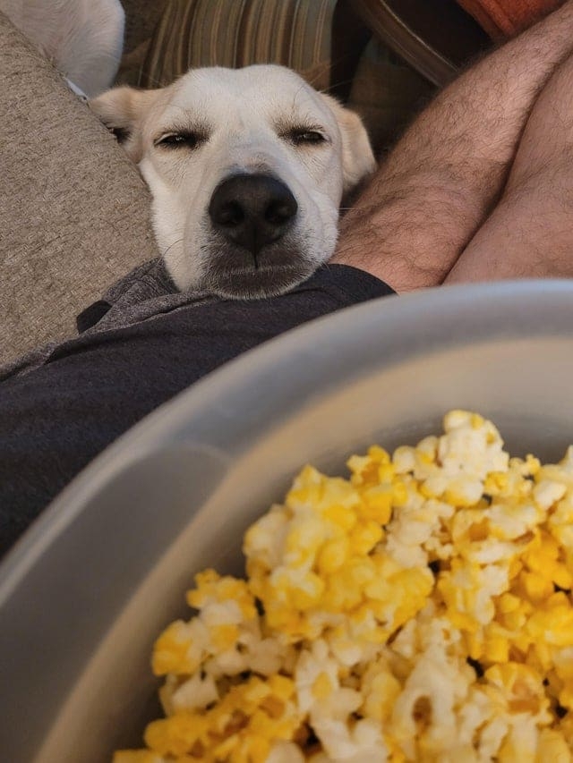 funnyanimals176_019