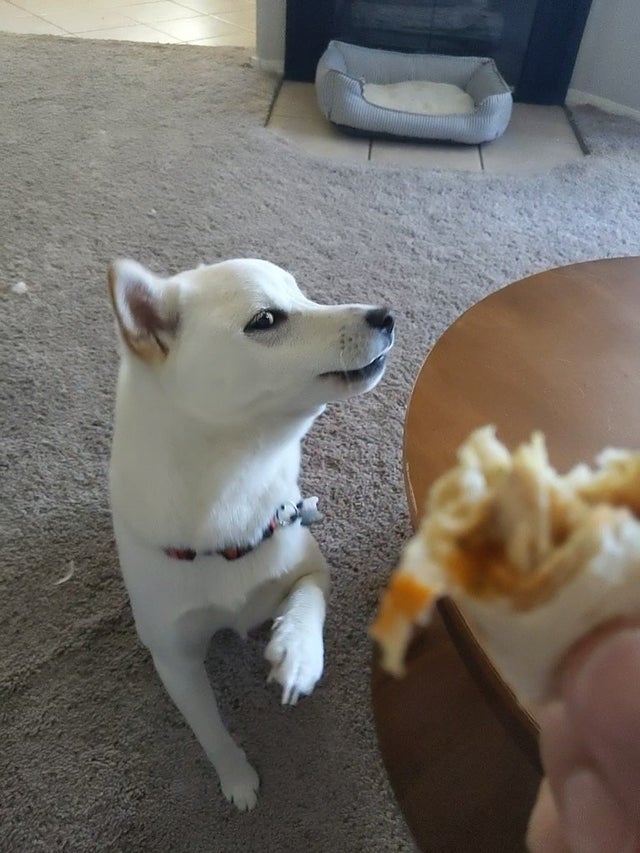 funnyanimals176_022