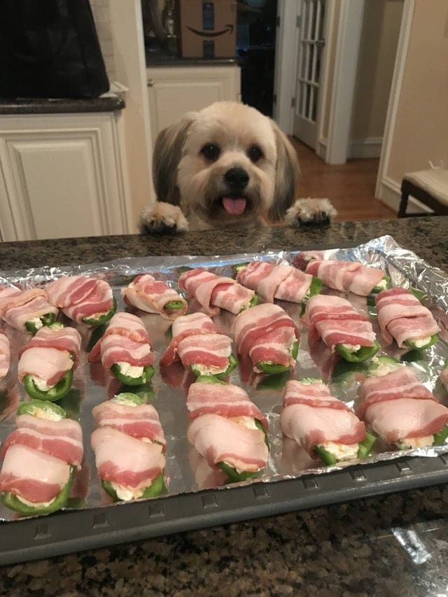 funnyanimals176_023