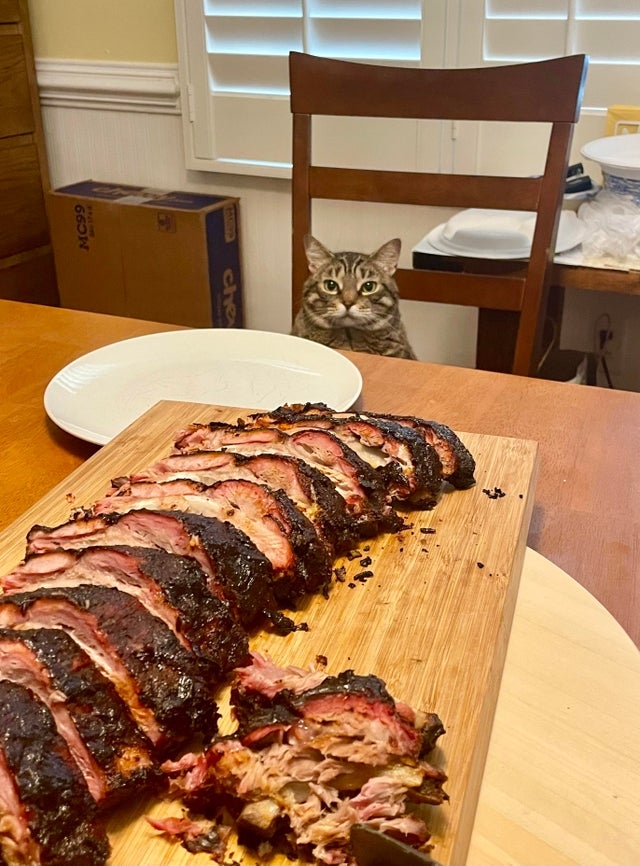 funnyanimals176_025
