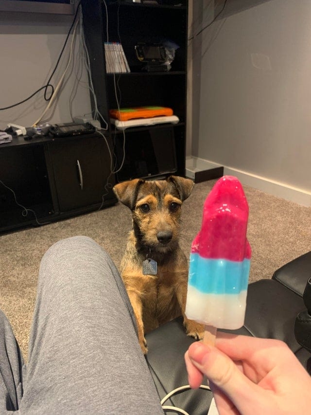 funnyanimals176_026