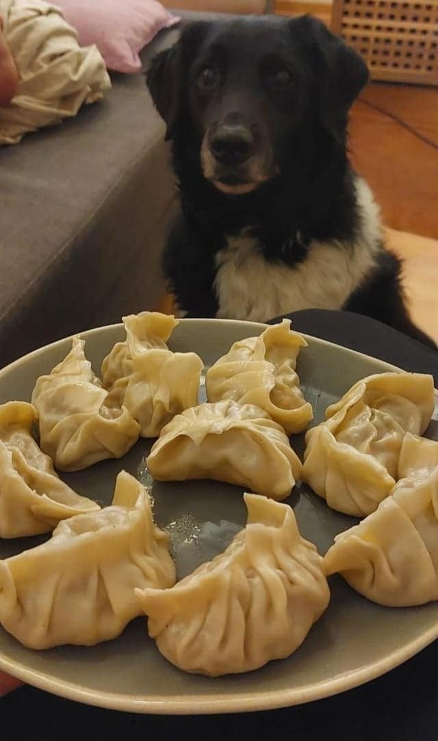 funnyanimals176_027