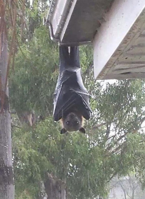 funnyanimals176_036