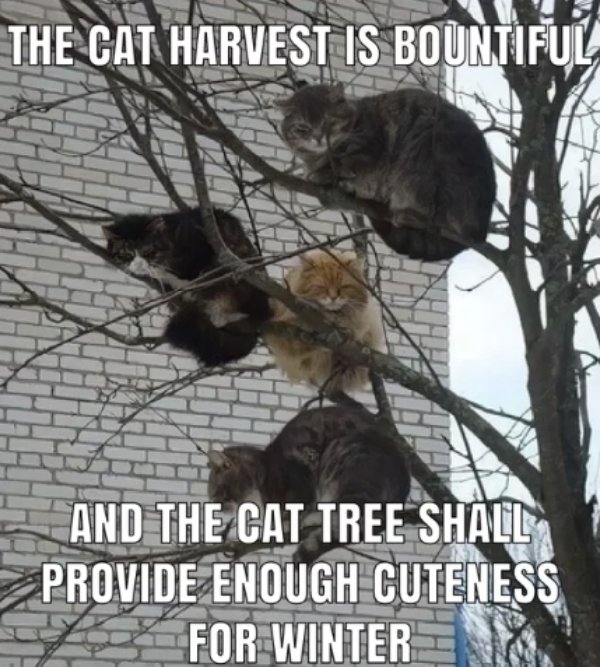 funnycats100_023