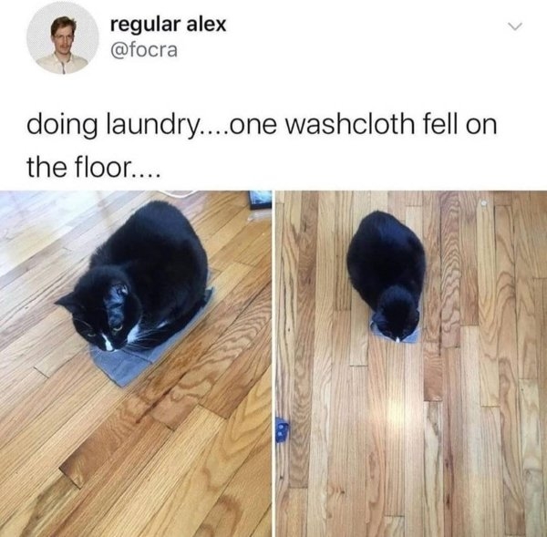funnycats101_036