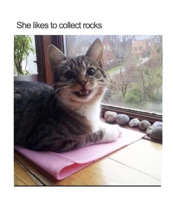 funnycats102_025