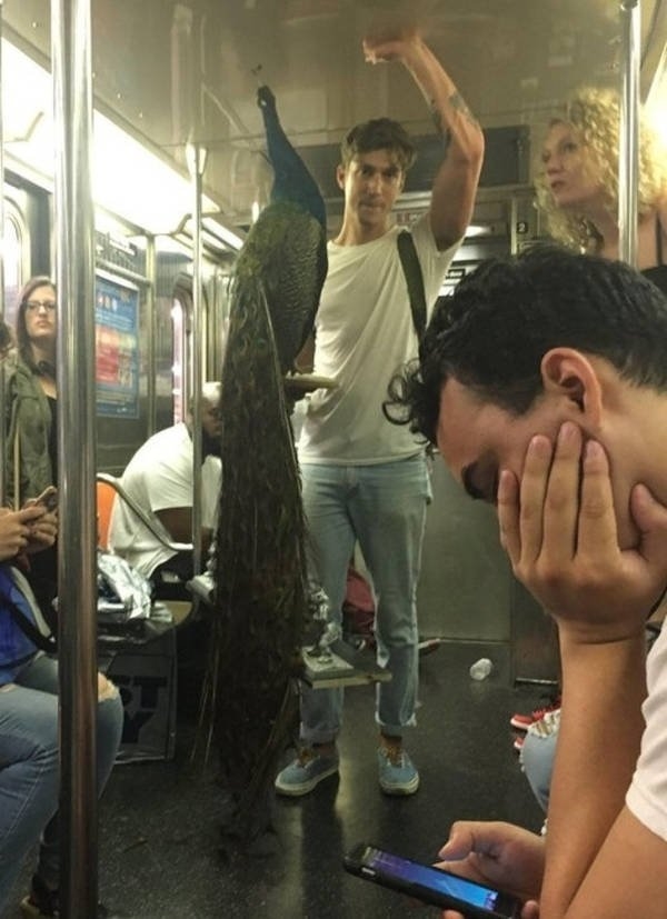 funnysubway41_034