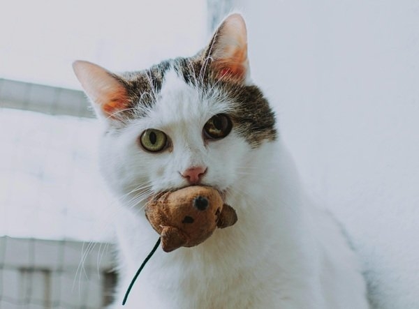 interestingfacts327_010