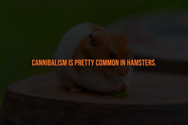 interestingfacts328_011