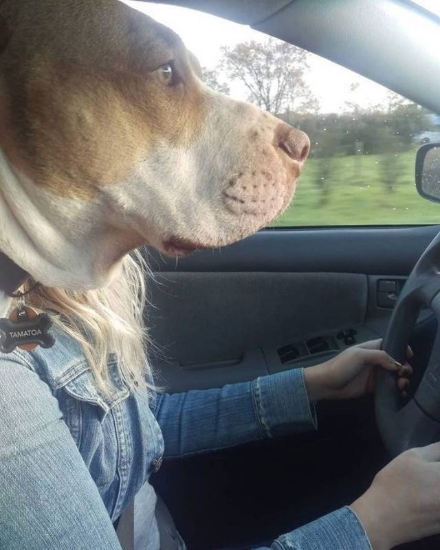 opticalillusions14_002