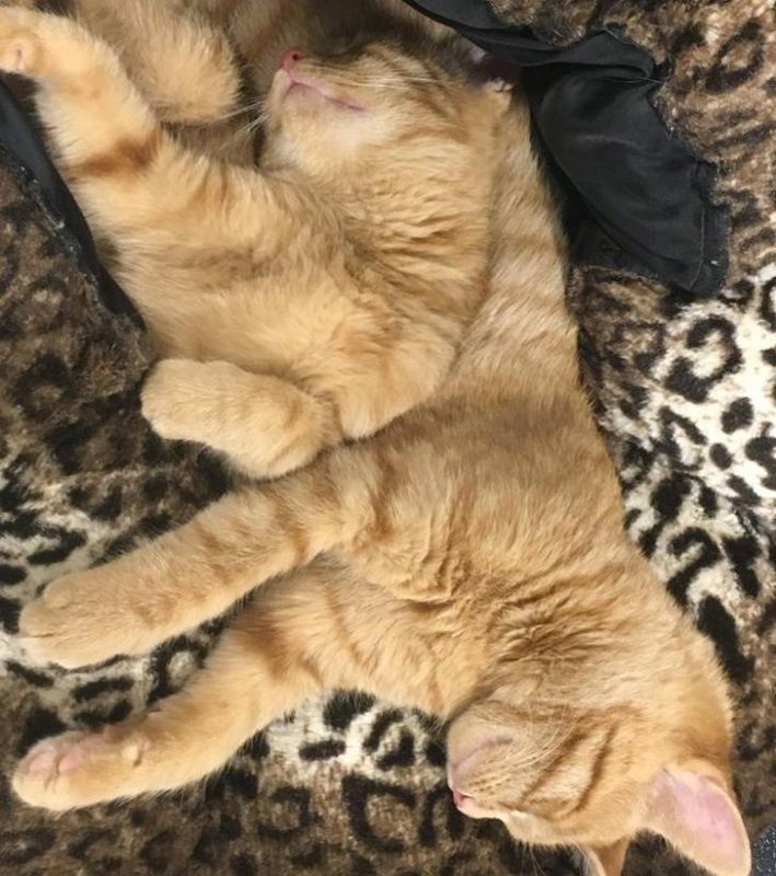 opticalillusions14_003