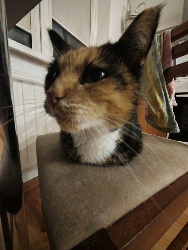 opticalillusions14_020