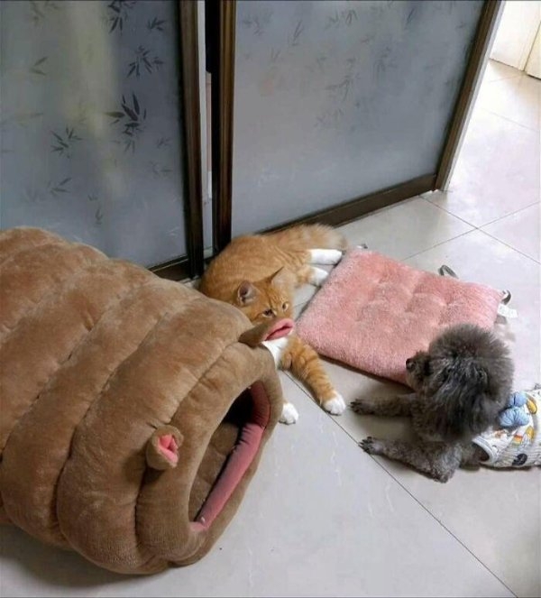 opticalillusions14_021