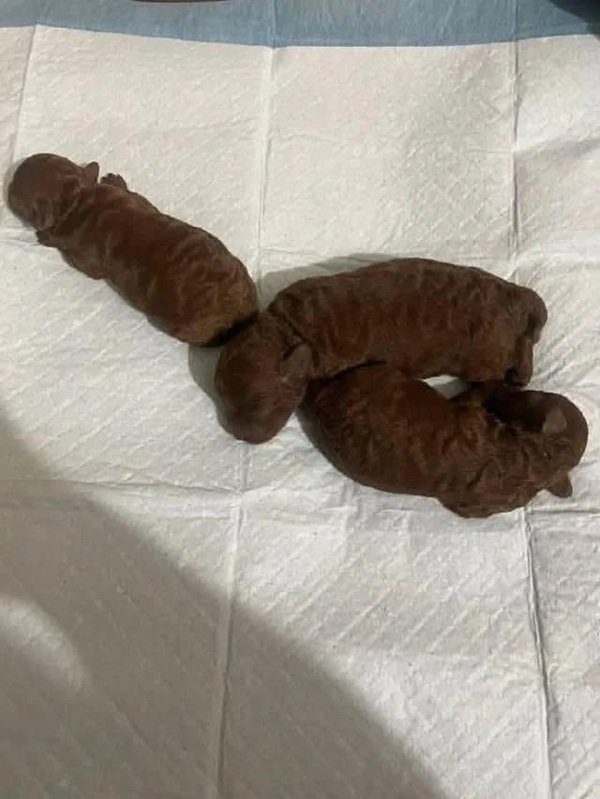 opticalillusions14_038