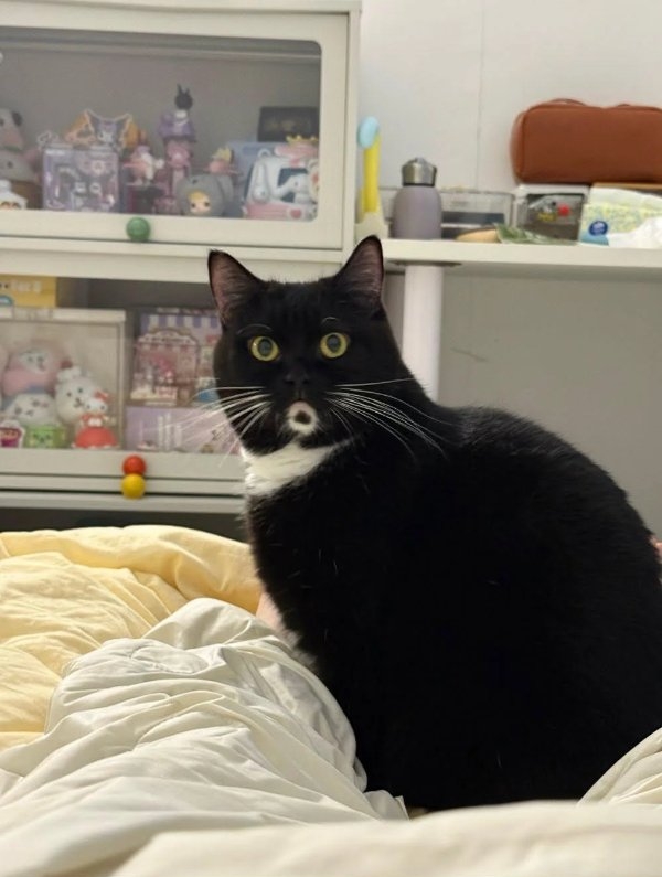 opticalillusions15_001