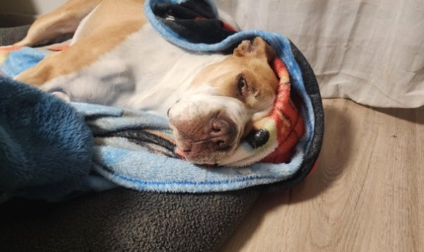 opticalillusions15_002