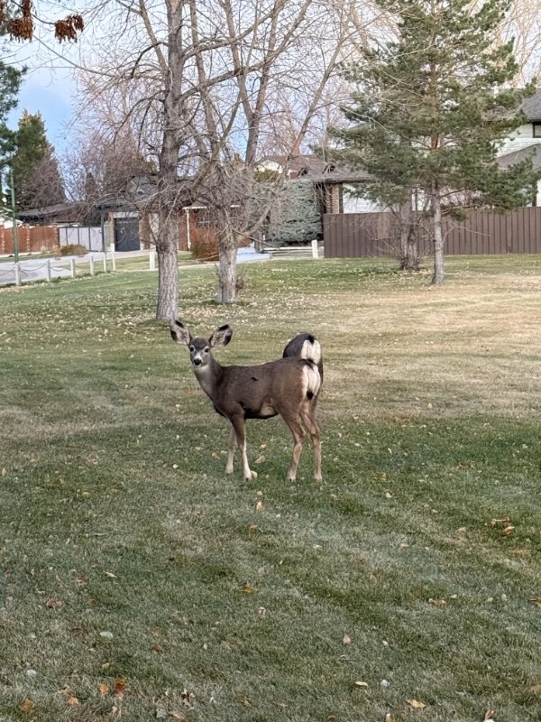 opticalillusions15_003