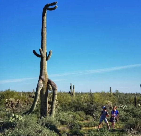 opticalillusions15_029