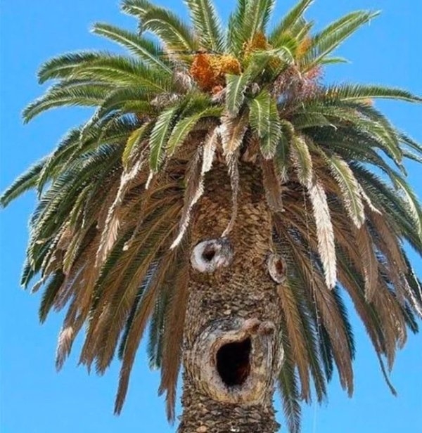 opticalillusions15_038