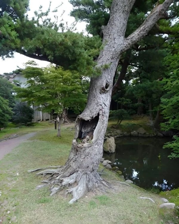 opticalillusions16_008