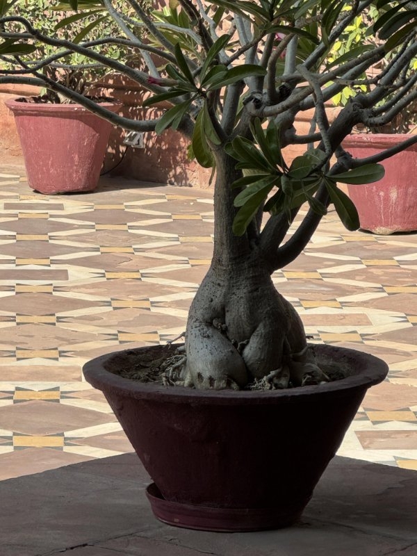 opticalillusions16_015